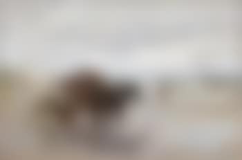 Gathering wrack (preview)