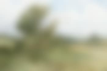 A Norfolk landscape with partridge (preview)