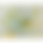White and Yellow Tulips (preview)