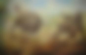 Wildebees (sic) Battling for a Mate in the Dust (preview)