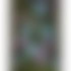 Clematis and Morning Glory (preview)