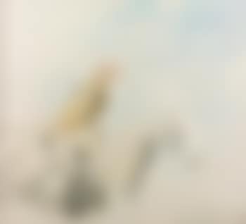 Balmoral Show (preview)