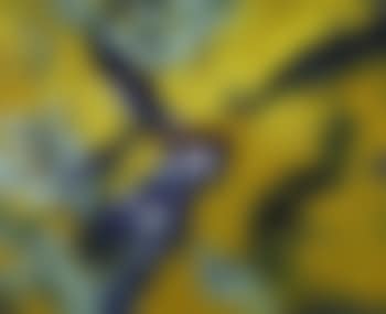 Im Olivenhain (preview)
