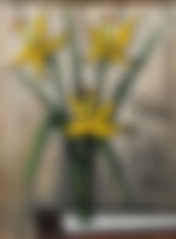 Trois jonquilles dans un verre (preview)