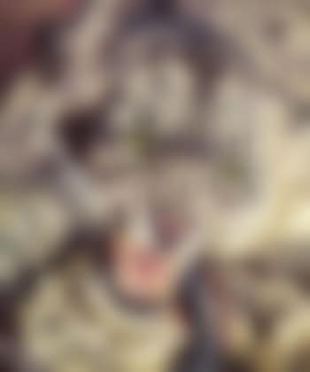 Schneeleopard im Eisen (preview)