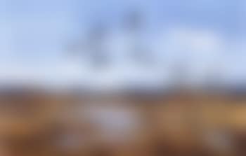Canadian geese (preview)