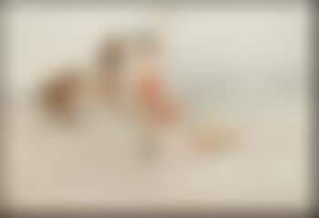 The victor (preview)