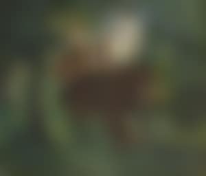 Drei Reiter am Waldbach (preview)