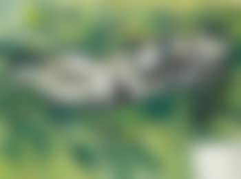Putti (Transhumance) (preview)