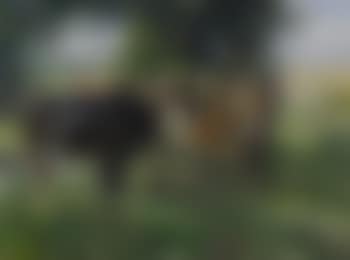 Drei Jungrinder im Baumschatten mit Hüter (preview)
