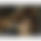 Susanna and the Elders (preview)
