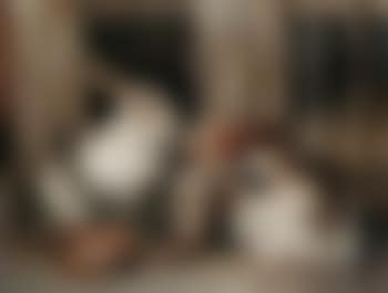 Three rabbits by a hutch (preview)
