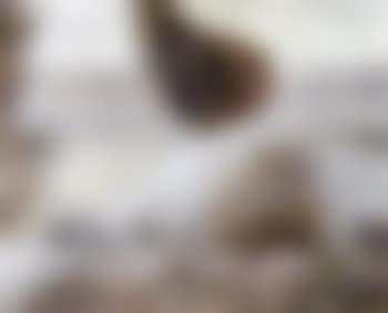 Winter landscape (preview)