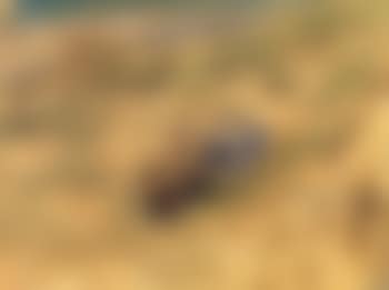 Sur la plage (preview)