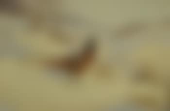 Pheasant in a winter landscape (preview)