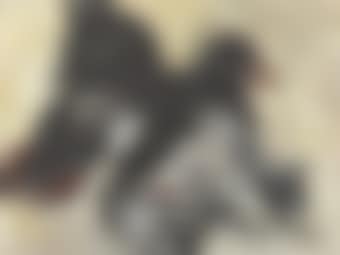Labrador Ducks (preview)