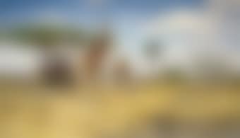 Giraffes (preview)
