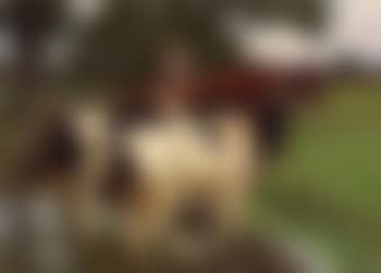 A boy herding cattle through a stream (preview)
