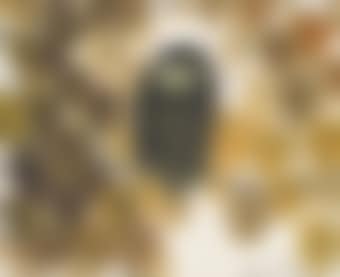 Owl (preview)