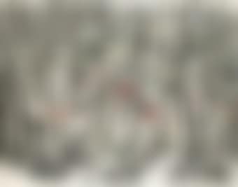 Birch (preview)