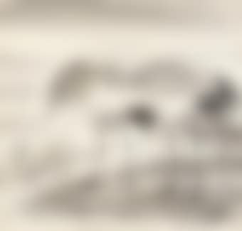 A Pair of Cranes (preview)