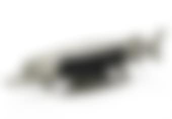 Brochet (preview)