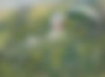 Dans la prairie (preview)