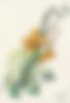 Hemerocallis thumbergii elephanter furiosa (preview)