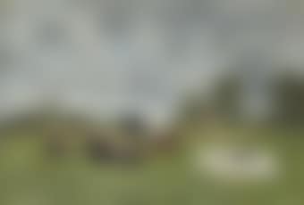 Vaches aux pâturage (preview)
