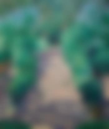 Gartentreppe mit bluhendem Flieder (preview)