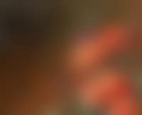 Vase mit Klatschmohn (preview)