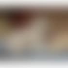 A keeshond (preview)