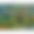 Picnic under the Chestnut Tree (preview)