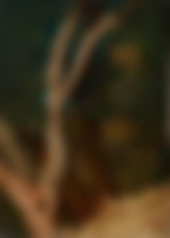 Baumstudie (preview)
