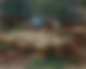 Schafer mit Herde auf dem Wolkenhof (preview)