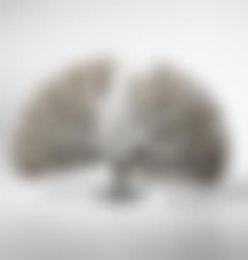 Untitled (Bush form) (preview)