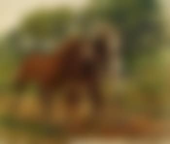 Pferde (preview)