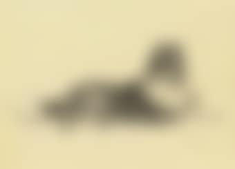A collie lying down (preview)