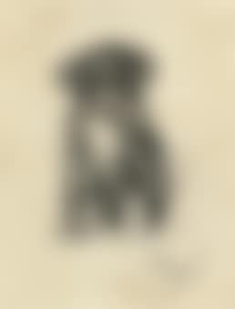 Bobs, keeping watch (preview)
