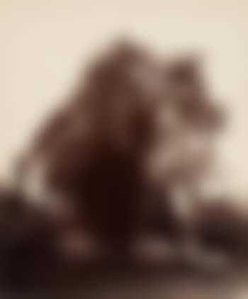 Saule (Willow) (preview)