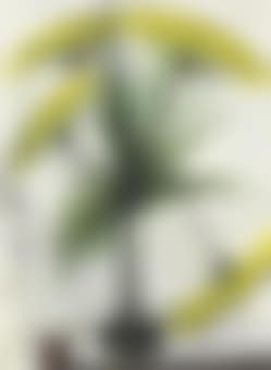 Ombelles jaunes (preview)