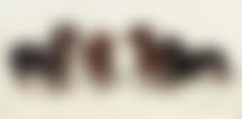 Four Dachshunds (preview)