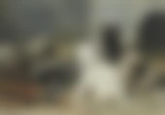 Sweet pups (preview)