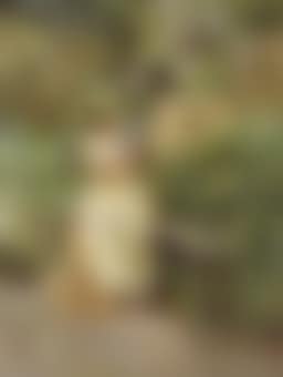 In the garden (preview)