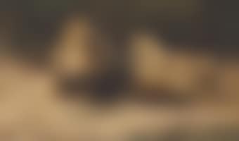 Lion and Lioness at Rest (preview)