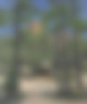 Cabin in the Pines (preview)