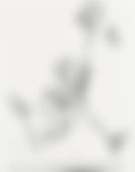The Entomologist (preview)