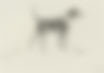 A hound of the Forêt d'Halatte pack (preview)