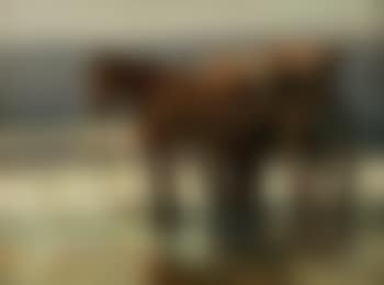 Horse and cart on a beach (preview)