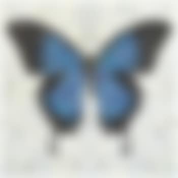 Papilio Ulysses (preview)